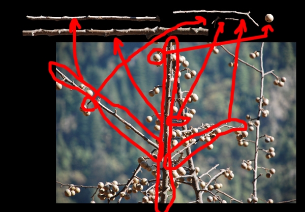 Creation of wild tree tutorial: Step 1